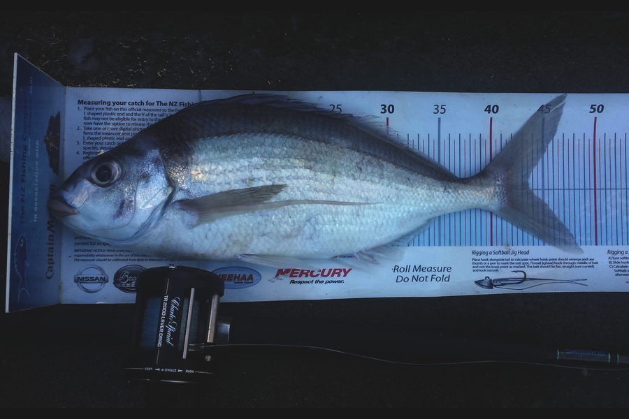 Craig Miller caught this 43.5cm Tarakihi at Gisborne during The Export NZ Fishing Competition